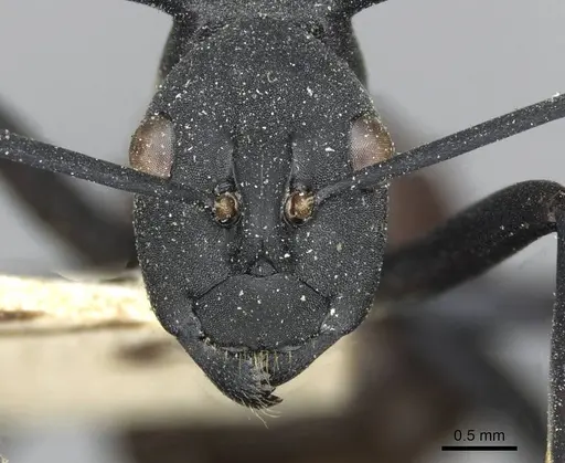 Polyrhachis abdominalis specimen CASENT0910858 image casent0910858_2