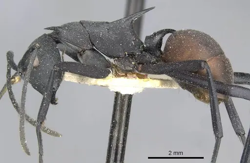 Polyrhachis abdominalis specimen CASENT0910858 image casent0910858_3