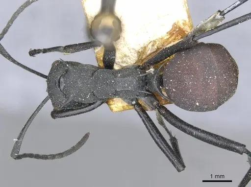 Polyrhachis abdominalis specimen CASENT0910859 image casent0910859_1