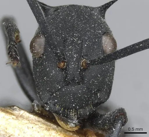 Polyrhachis abdominalis specimen CASENT0910859 image casent0910859_2