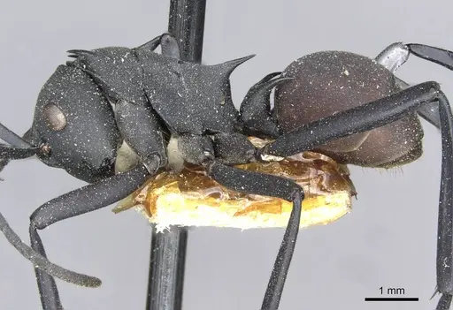 Polyrhachis abdominalis specimen CASENT0910859 image casent0910859_3