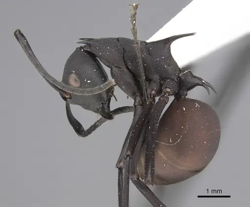Polyrhachis abdominalis specimen CASENT0923478 image casent0923478_1