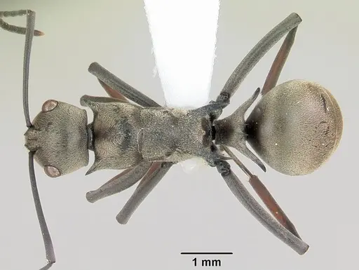 Polyrhachis aberrans specimen CASENT0103181 image casent0103181_1