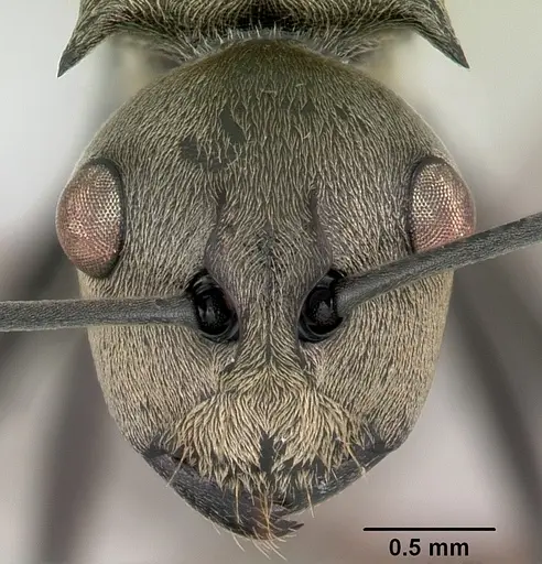Polyrhachis aberrans specimen CASENT0103181 image casent0103181_2