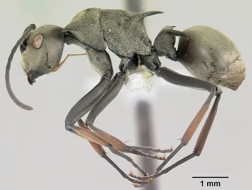 Polyrhachis aberrans specimen CASENT0103181 image casent0103181_3