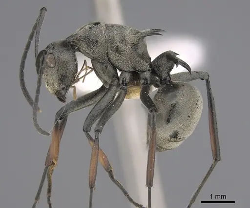 Polyrhachis aberrans specimen CASENT0923479 image casent0923479_1