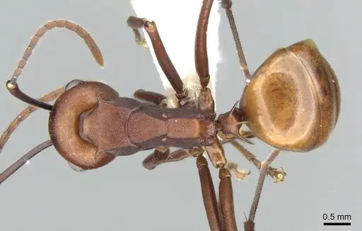 Polyrhachis abnormis specimen CASENT0281416 image casent0281416_1
