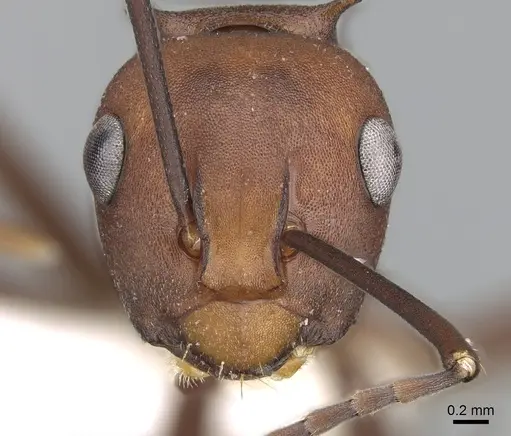 Polyrhachis abnormis specimen CASENT0281416 image casent0281416_2