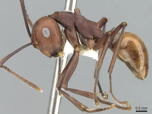 Polyrhachis abnormis specimen CASENT0281416 image casent0281416_3