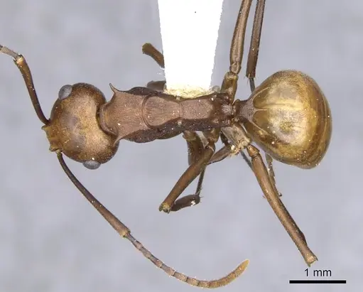 Polyrhachis abnormis specimen CASENT0903332 image casent0903332_1