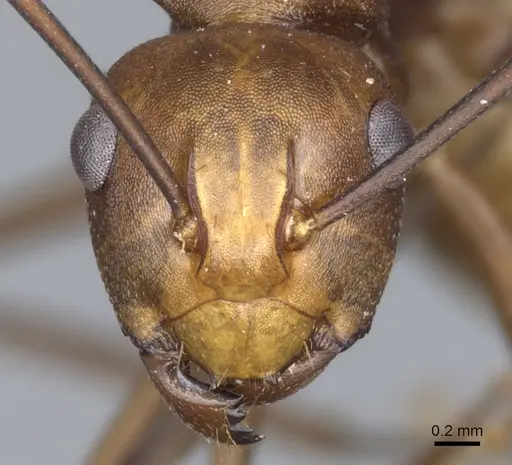 Polyrhachis abnormis specimen CASENT0903332 image casent0903332_2