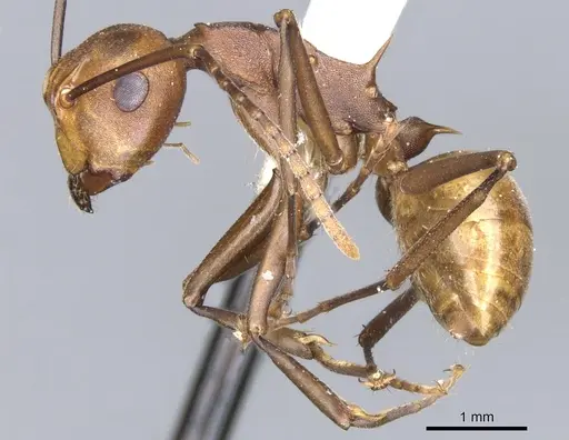 Polyrhachis abnormis specimen CASENT0903332 image casent0903332_3
