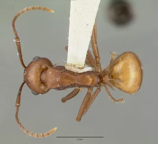 Polyrhachis abnormis specimen CASTYPE06960 image castype06960_1
