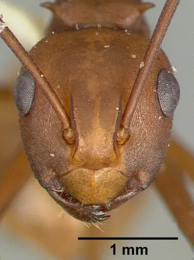 Polyrhachis abnormis specimen CASTYPE06960 image castype06960_2
