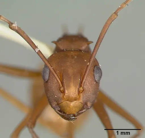 Polyrhachis abnormis specimen CASTYPE06960 image castype06960_3