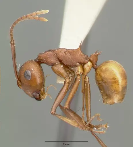 Polyrhachis abnormis specimen CASTYPE06960 image castype06960_4