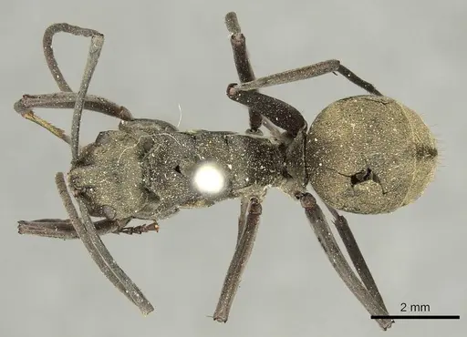 Polyrhachis abrupta specimen CASENT0915606 image casent0915606_1