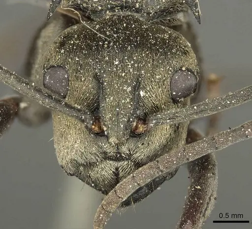 Polyrhachis abrupta specimen CASENT0915606 image casent0915606_2