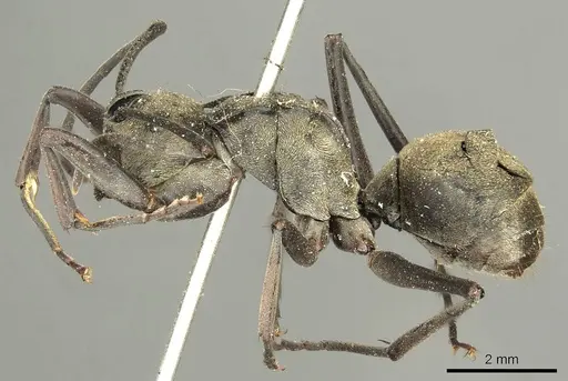 Polyrhachis abrupta specimen CASENT0915606 image casent0915606_3