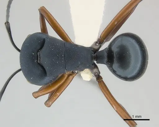 Polyrhachis achterbergi specimen CASENT0217420 image casent0217420_1