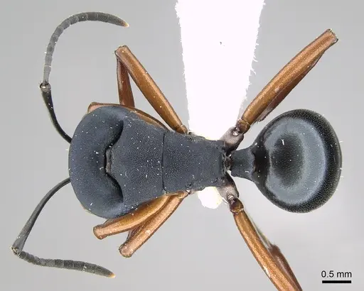 Polyrhachis achterbergi specimen CASENT0217420 image casent0217420_2