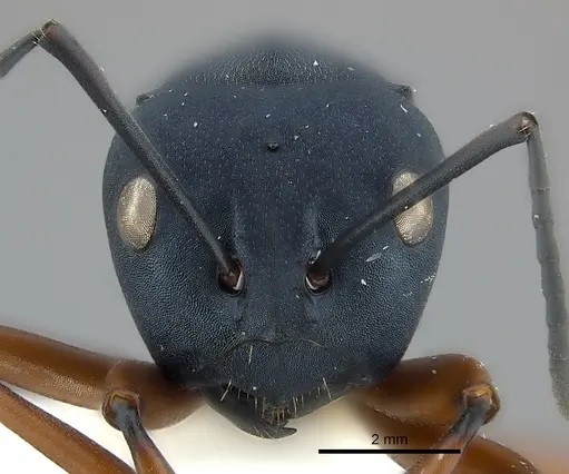 Polyrhachis achterbergi specimen CASENT0217420 image casent0217420_3