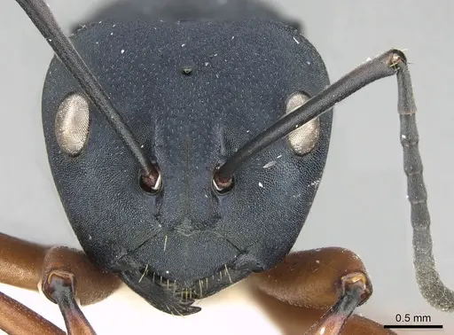 Polyrhachis achterbergi specimen CASENT0217420 image casent0217420_4