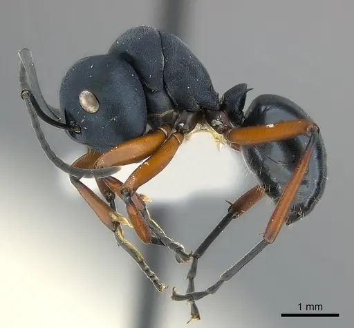 Polyrhachis achterbergi specimen CASENT0217420 image casent0217420_5