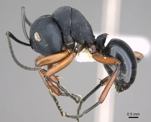 Polyrhachis achterbergi specimen CASENT0217420 image casent0217420_6