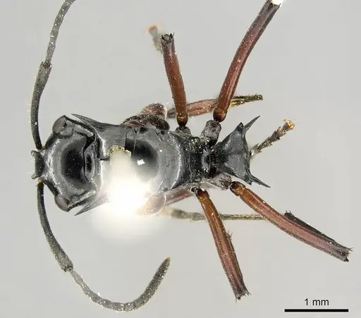Polyrhachis aculeata specimen CASENT0915814 image casent0915814_1