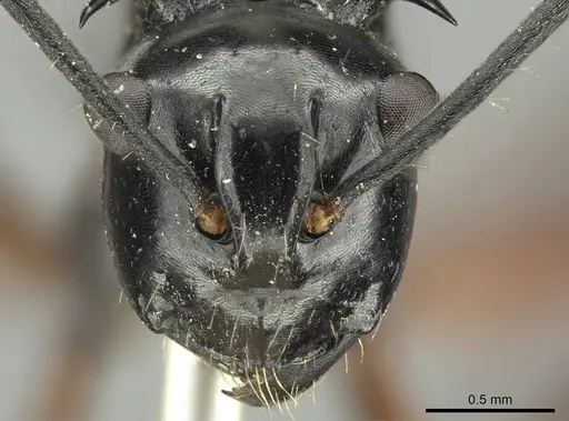 Polyrhachis aculeata specimen CASENT0915814 image casent0915814_2