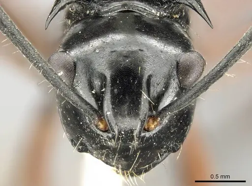 Polyrhachis aculeata specimen CASENT0915814 image casent0915814_3