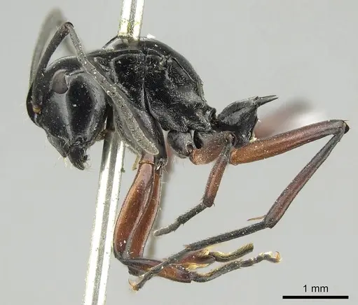Polyrhachis aculeata specimen CASENT0915814 image casent0915814_4