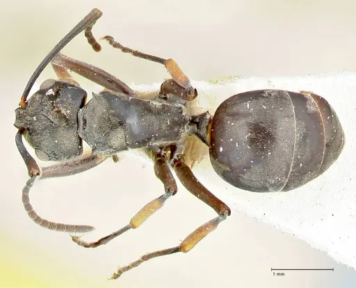 Polyrhachis aenescens specimen FOCOL2574 image focol2574_1