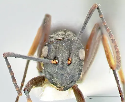 Polyrhachis aenescens specimen FOCOL2574 image focol2574_2
