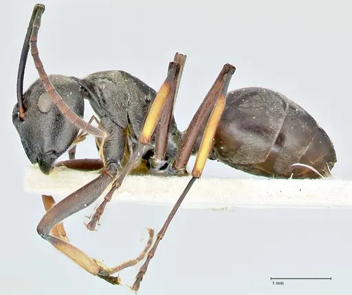Polyrhachis aenescens specimen FOCOL2574 image focol2574_3