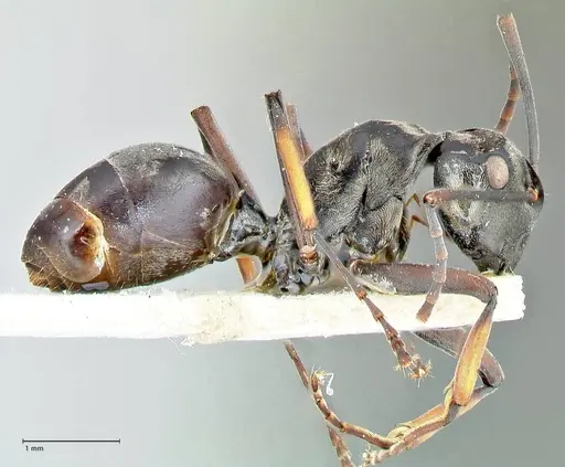 Polyrhachis aenescens specimen FOCOL2574 image focol2574_4