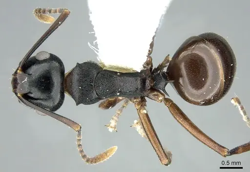 Polyrhachis aequalis specimen CASENT0906586 image casent0906586_1