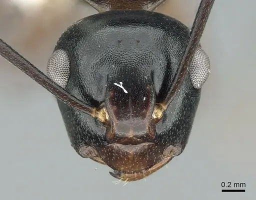 Polyrhachis aequalis specimen CASENT0906586 image casent0906586_2