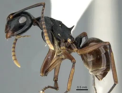 Polyrhachis aequalis specimen CASENT0906586 image casent0906586_3