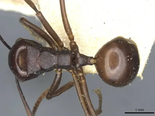 Polyrhachis aequalis specimen CASENT0910795 image casent0910795_1