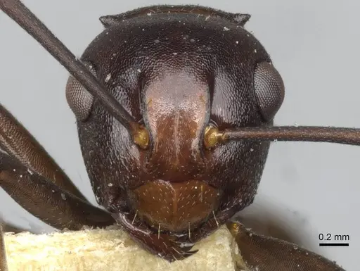 Polyrhachis aequalis specimen CASENT0910795 image casent0910795_2