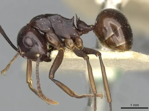 Polyrhachis aequalis specimen CASENT0910795 image casent0910795_3