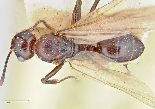 Polyrhachis agesilas specimen FOCOL2674 image focol2674_1