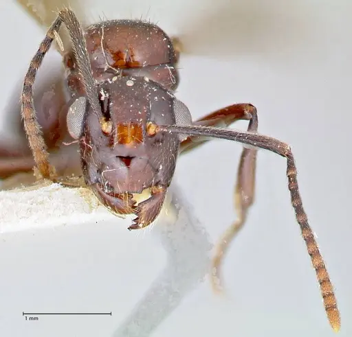 Polyrhachis agesilas specimen FOCOL2674 image focol2674_2