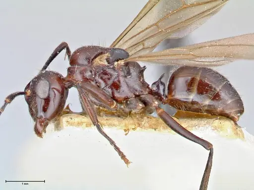 Polyrhachis agesilas specimen FOCOL2674 image focol2674_3