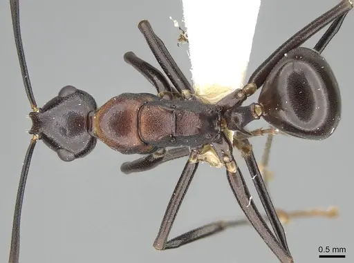 Polyrhachis alata specimen CASENT0906842 image casent0906842_1