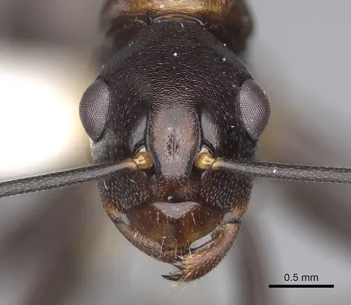 Polyrhachis alata specimen CASENT0906842 image casent0906842_2