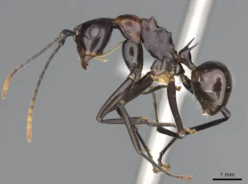Polyrhachis alata specimen CASENT0906842 image casent0906842_3