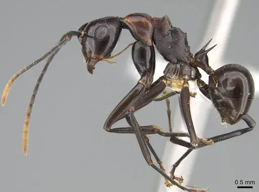 Polyrhachis alata specimen CASENT0906842 image casent0906842_4